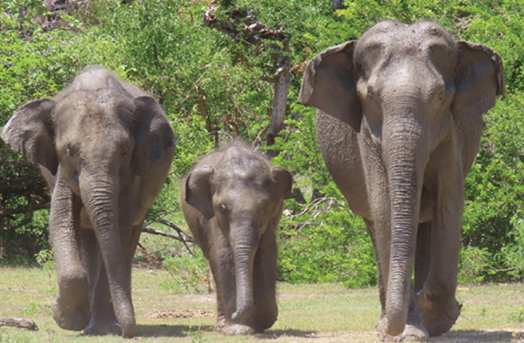 Tình trạng bảo tồn voi